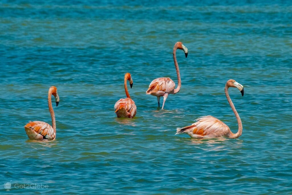 Cascadas-Lagunas INDIGENOUS 2025